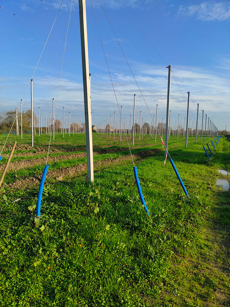 radicalfarm-luppolo-1
