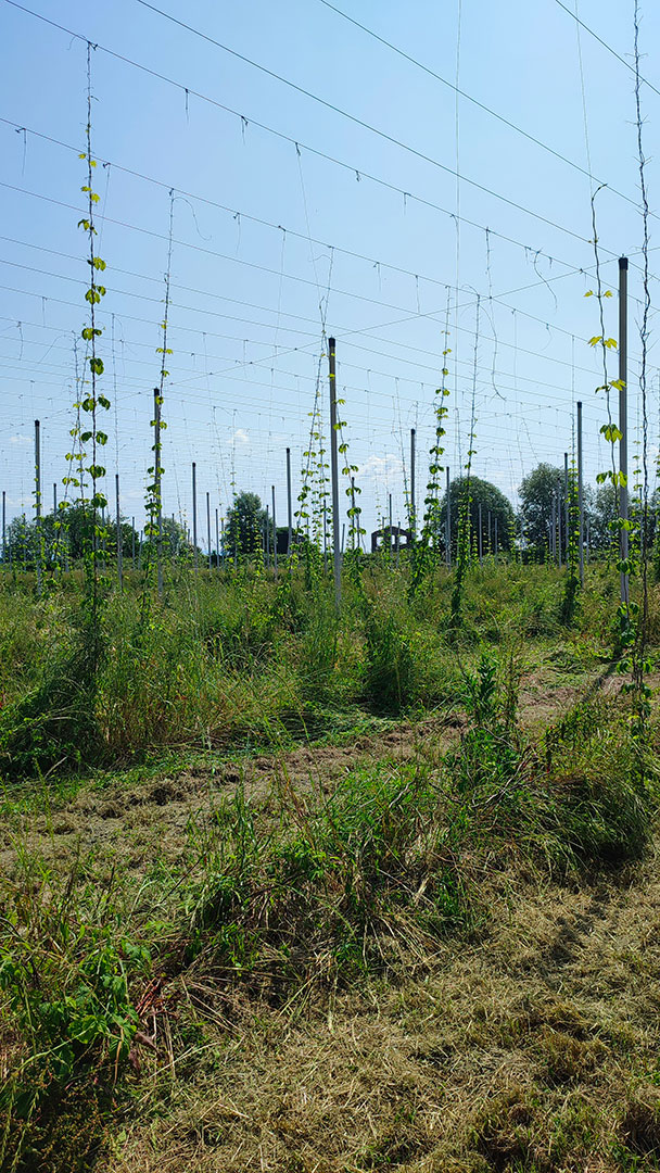radicalfarm-luppolo-10