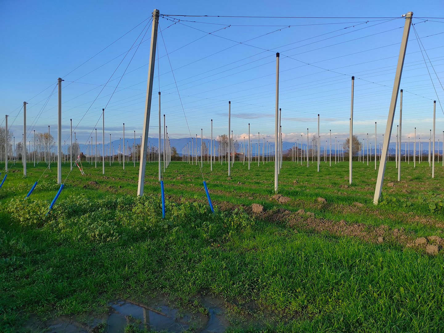 radicalfarm-luppolo-2