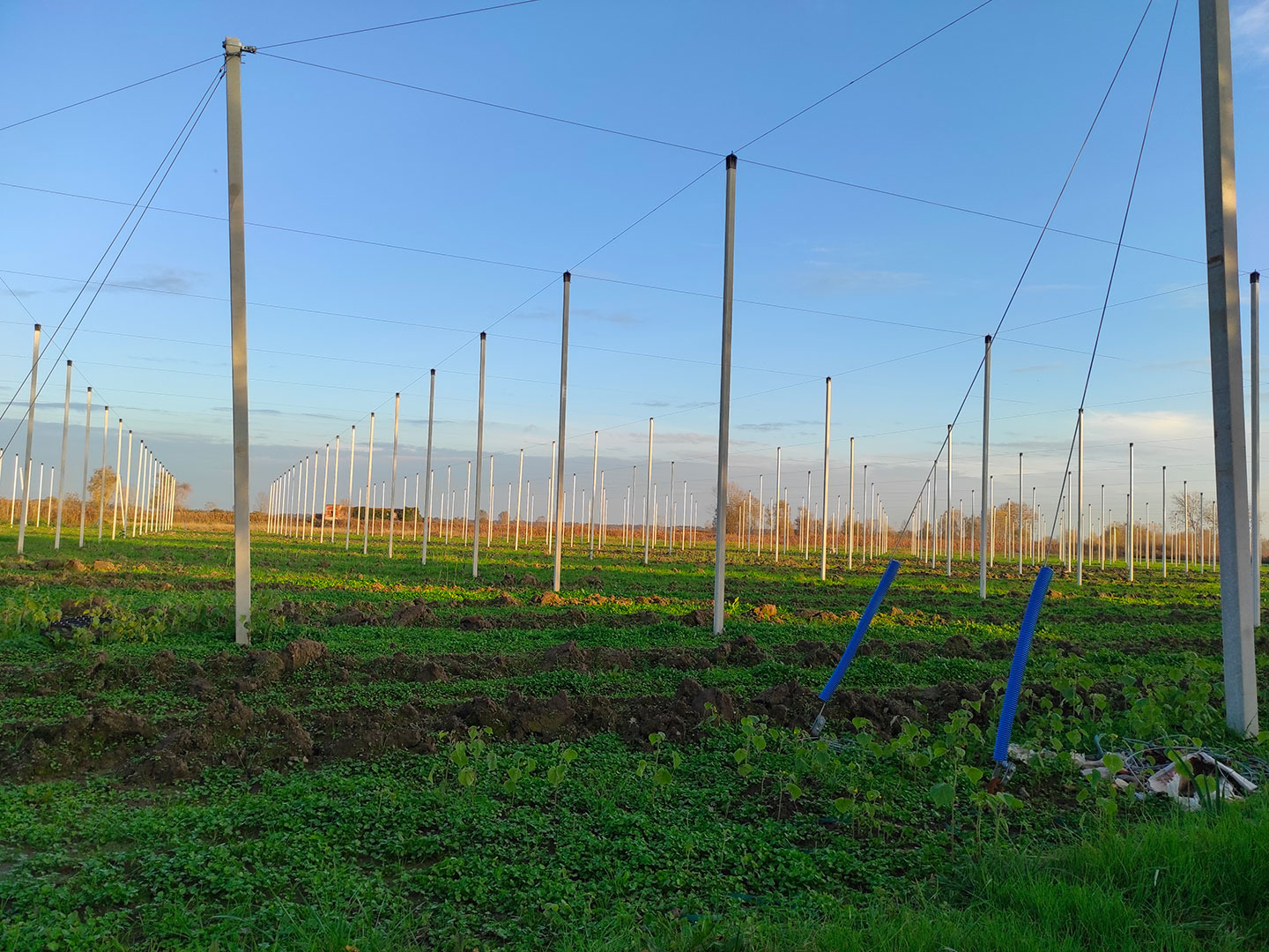 radicalfarm-luppolo-3