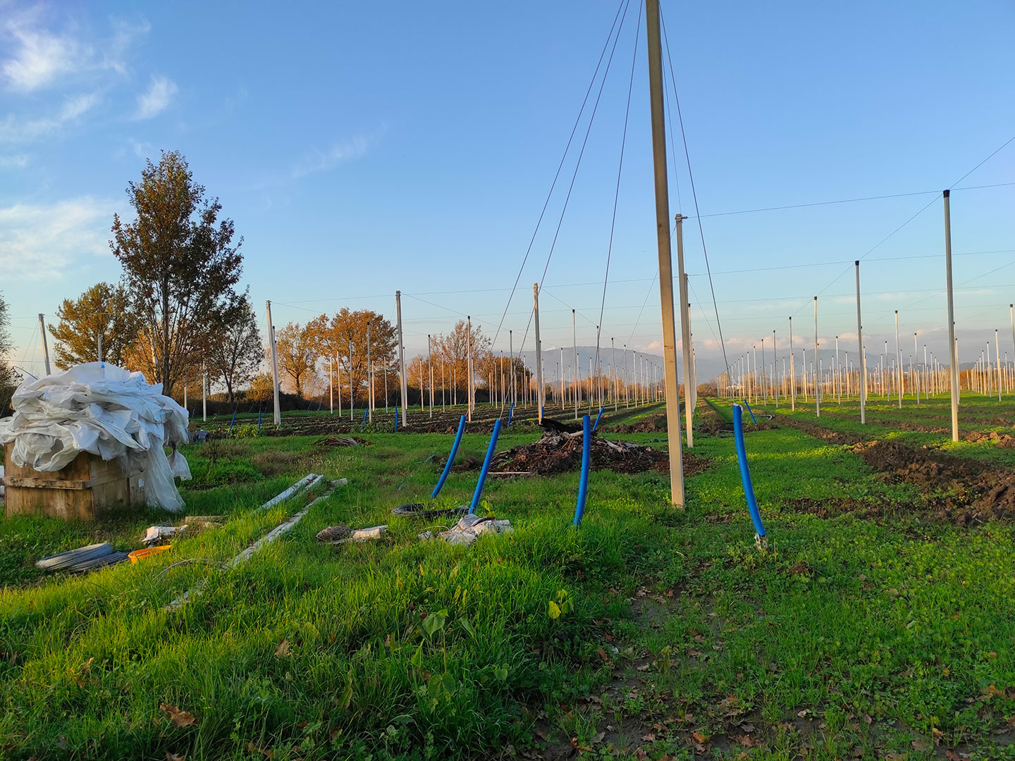 radicalfarm-luppolo-4