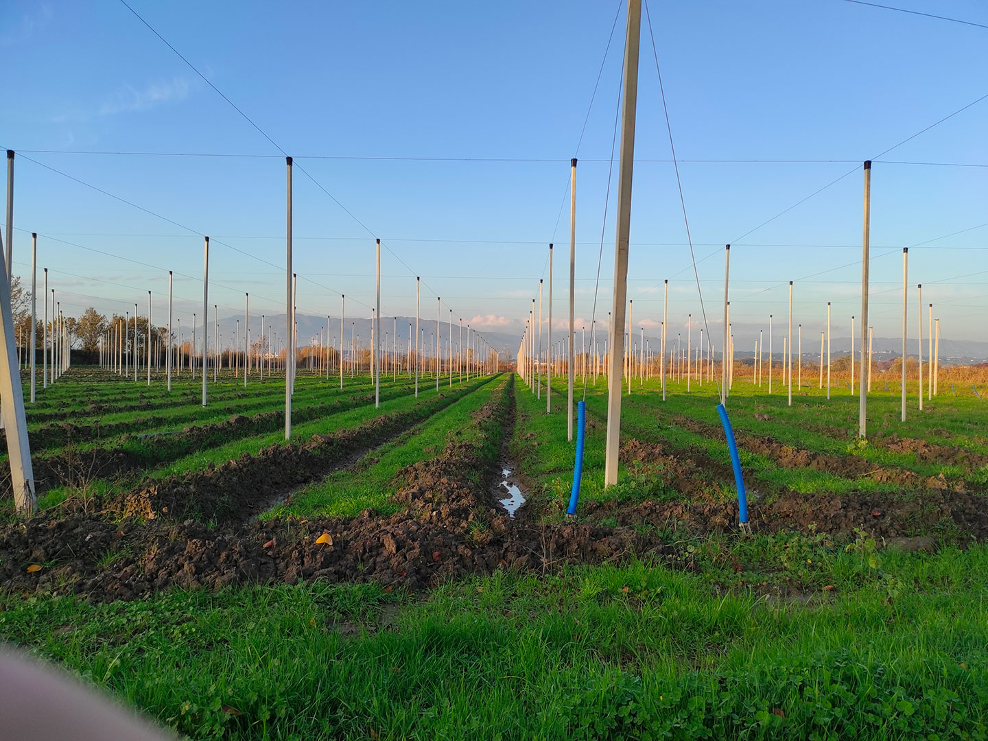 radicalfarm-luppolo-5
