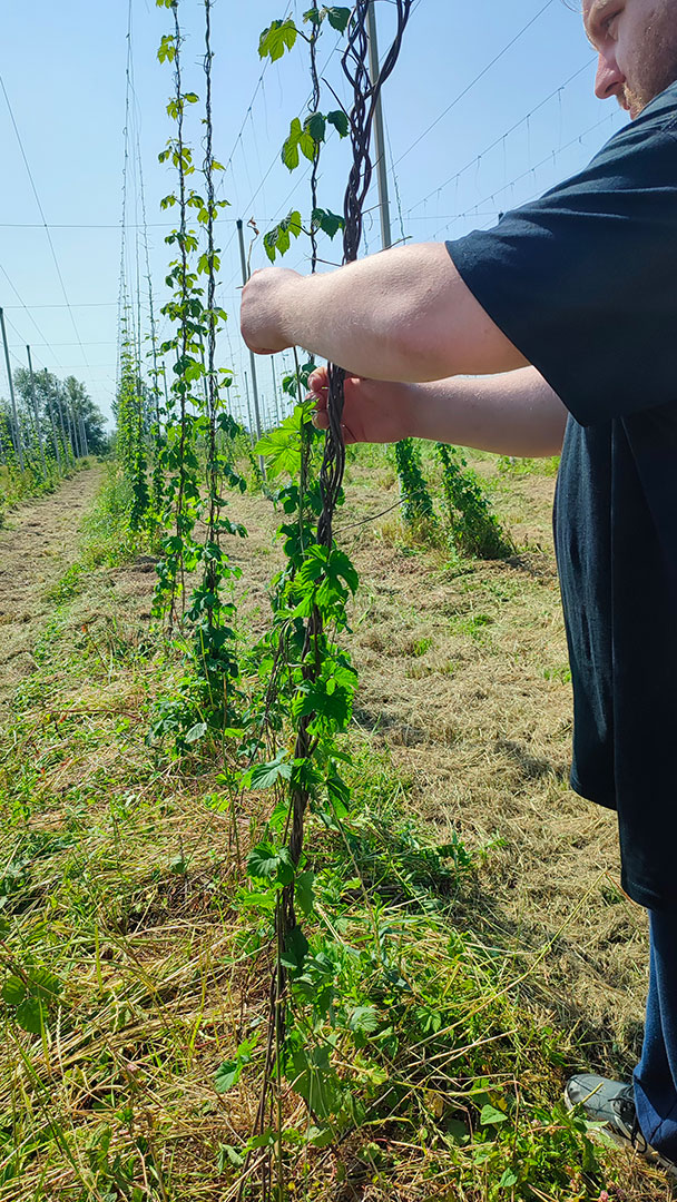 radicalfarm-luppolo-7