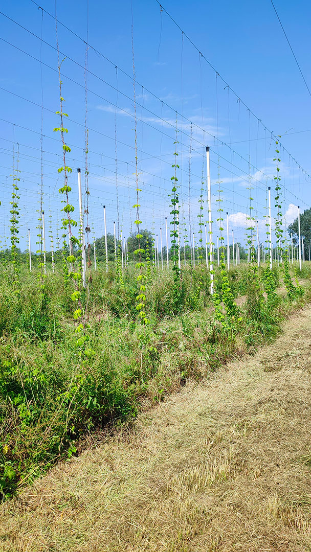 radicalfarm-luppolo-8