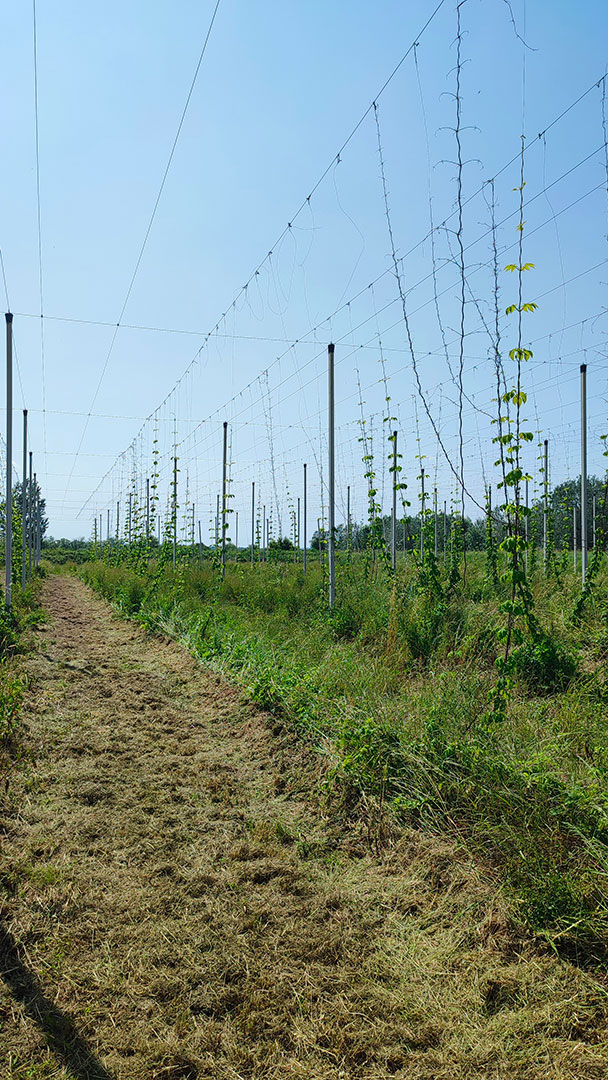 radicalfarm-luppolo-9