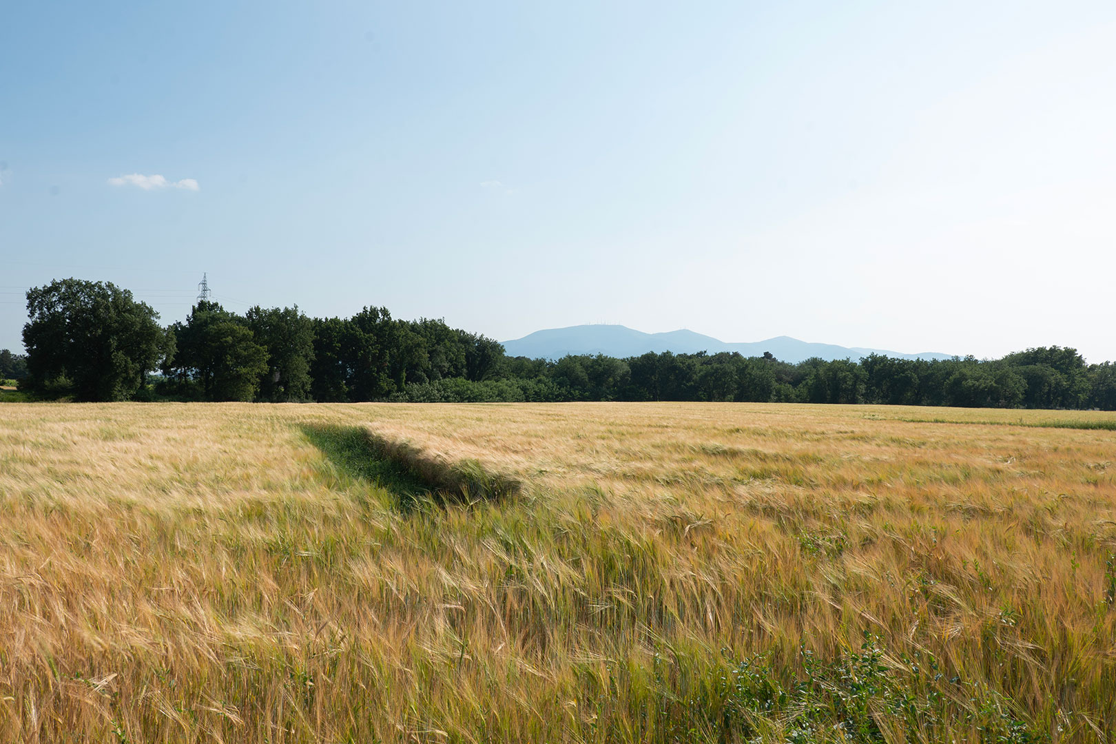 radicalfarm-orzo-1