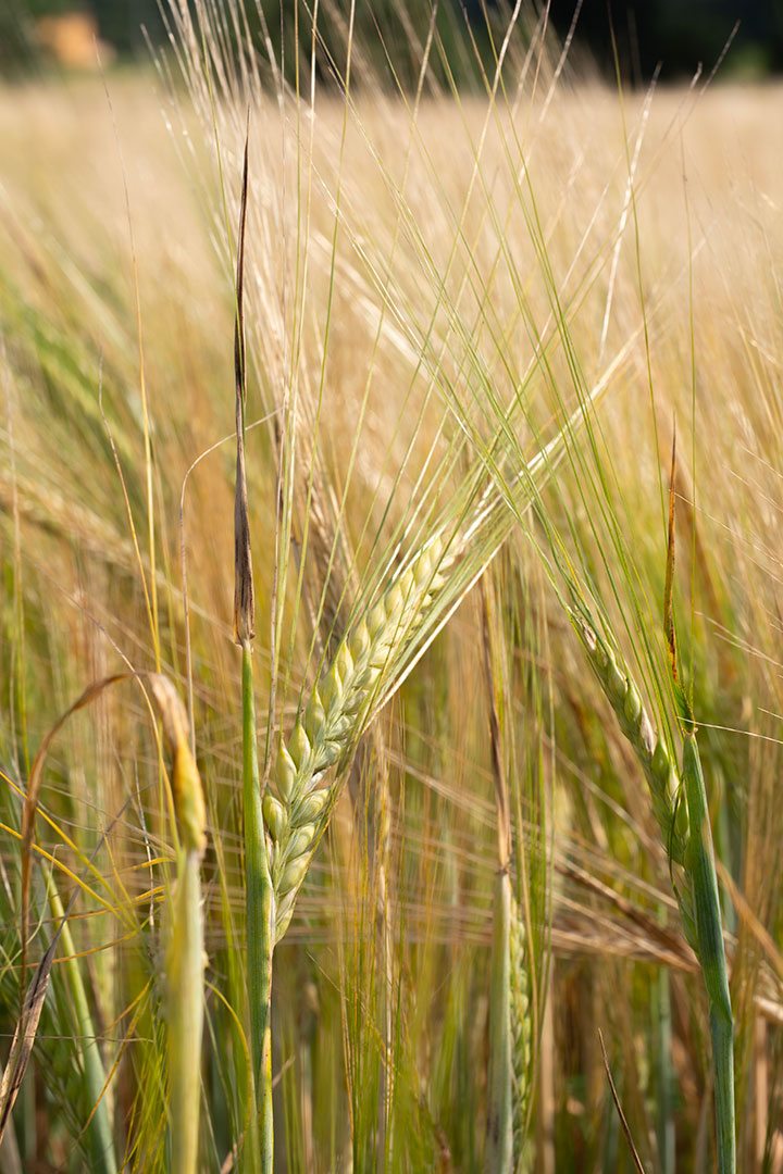radicalfarm-orzo-2